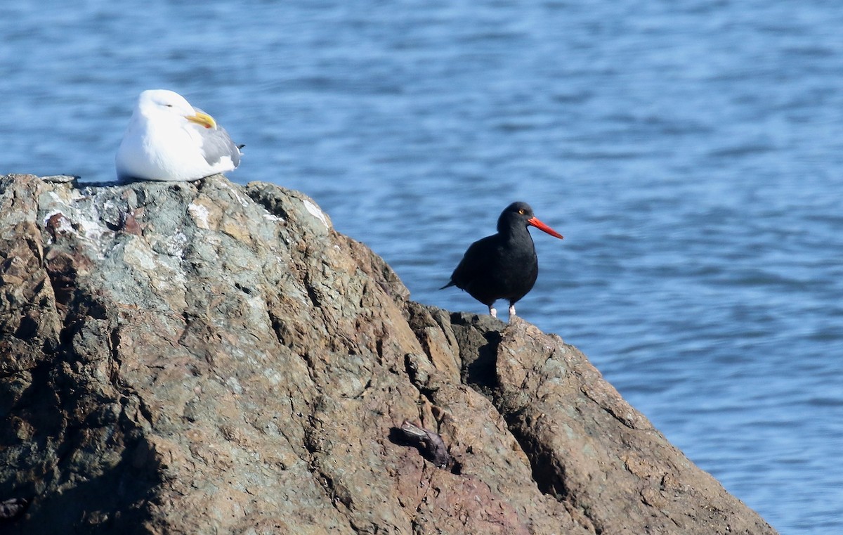 Black Oystercatcher - Andrew Engilis