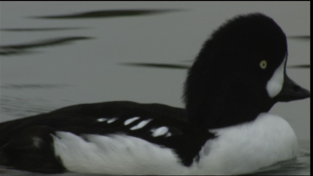 Barrow's Goldeneye - ML413724