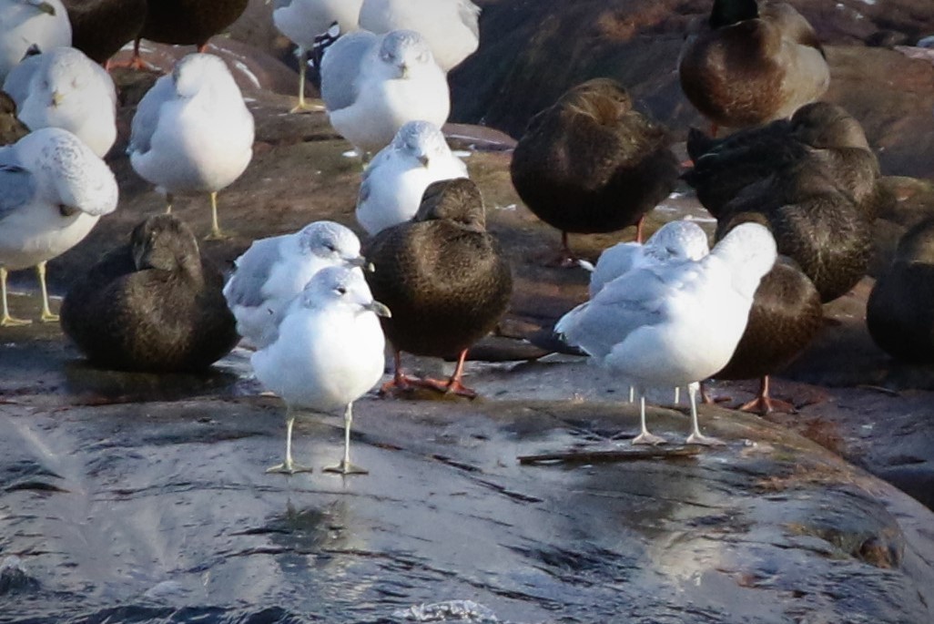 Common Gull (European) - ML413724081