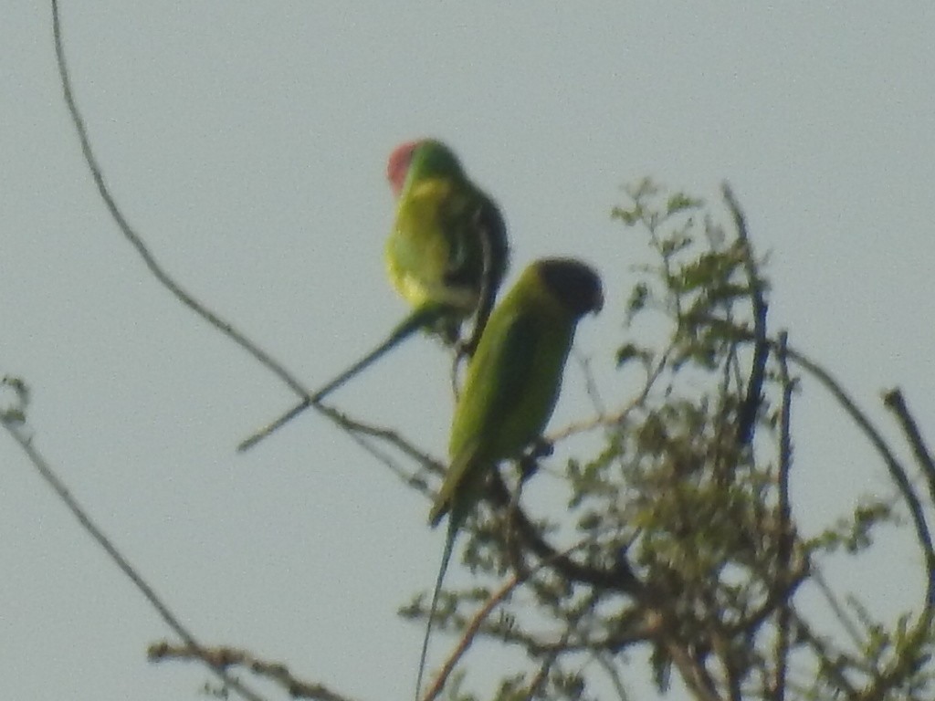 Plum-headed Parakeet - Rajendra Gadgil