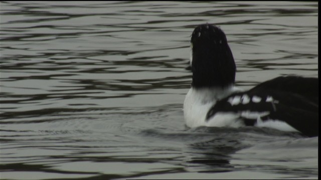 Barrow's Goldeneye - ML413725