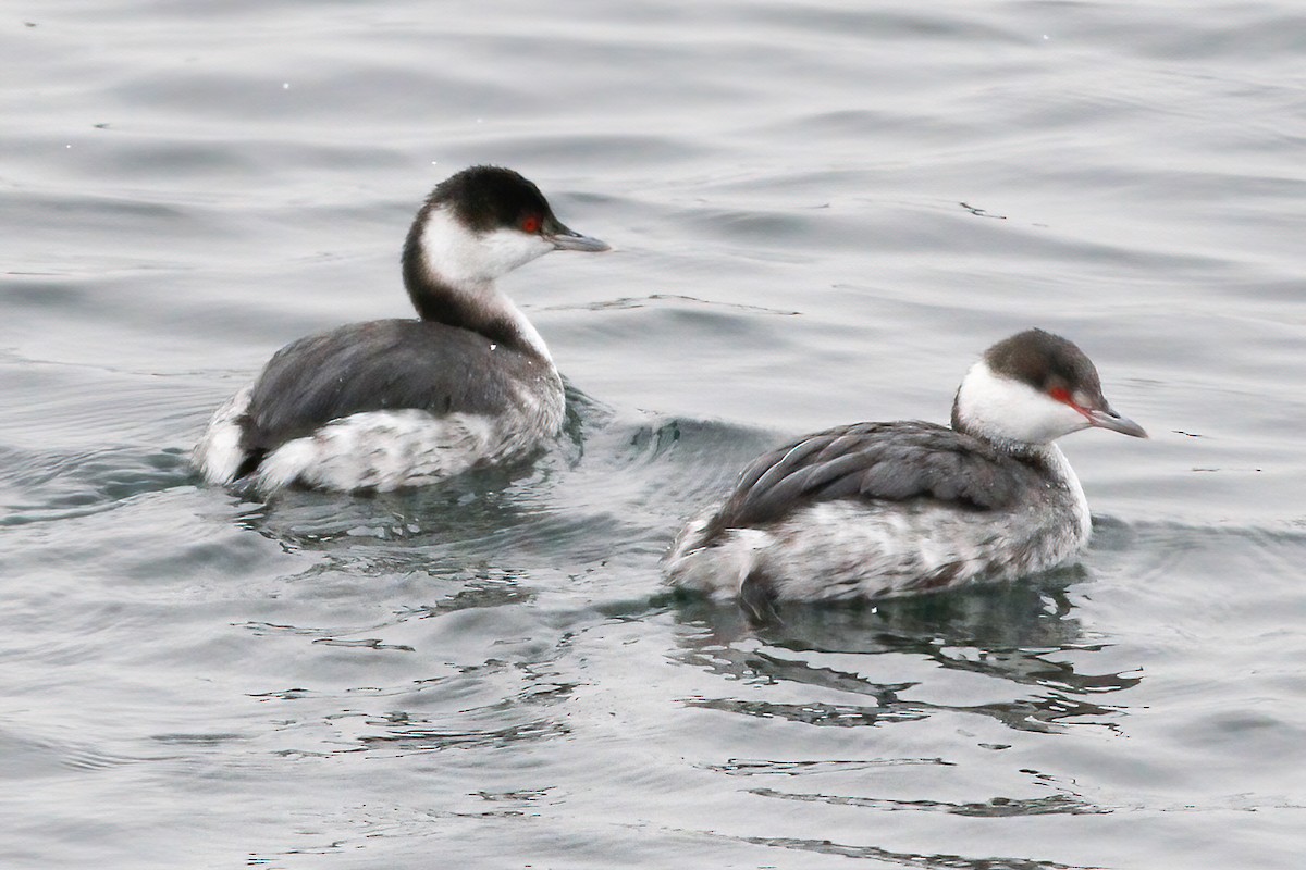 Horned Grebe - Gary Jarvis