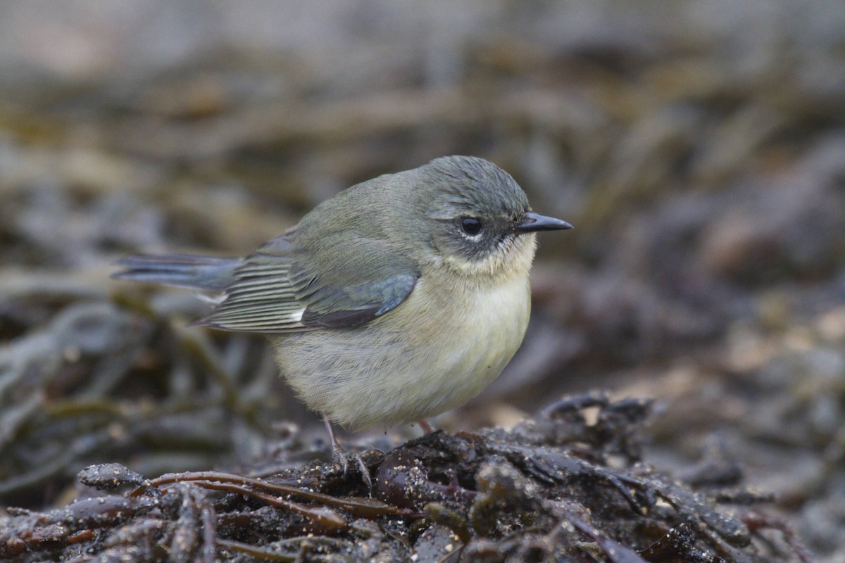 Black-throated Blue Warbler - Doug Hitchcox