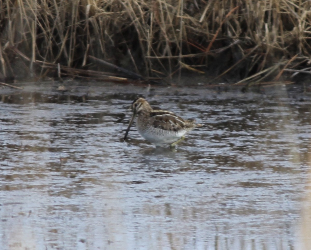 Wilson's Snipe - ML413733431