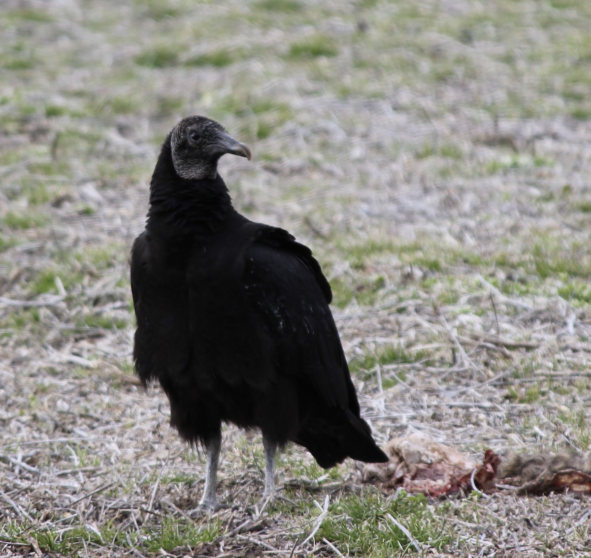 Black Vulture - ML413733651