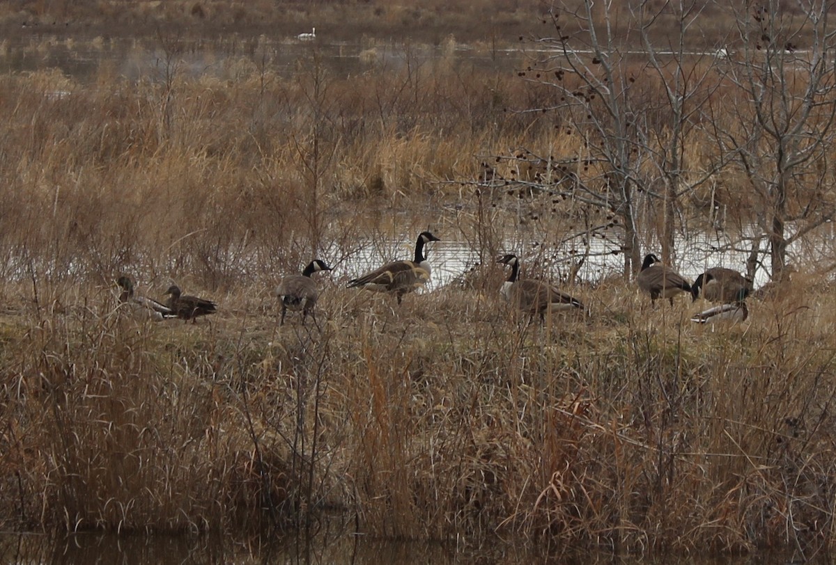 Canada Goose - ML413733871