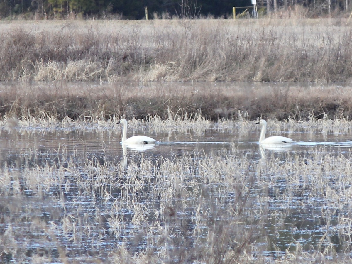 Tundra Swan - ML413734171