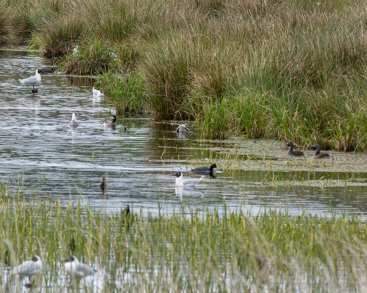 Pied-billed Grebe - ML413734201