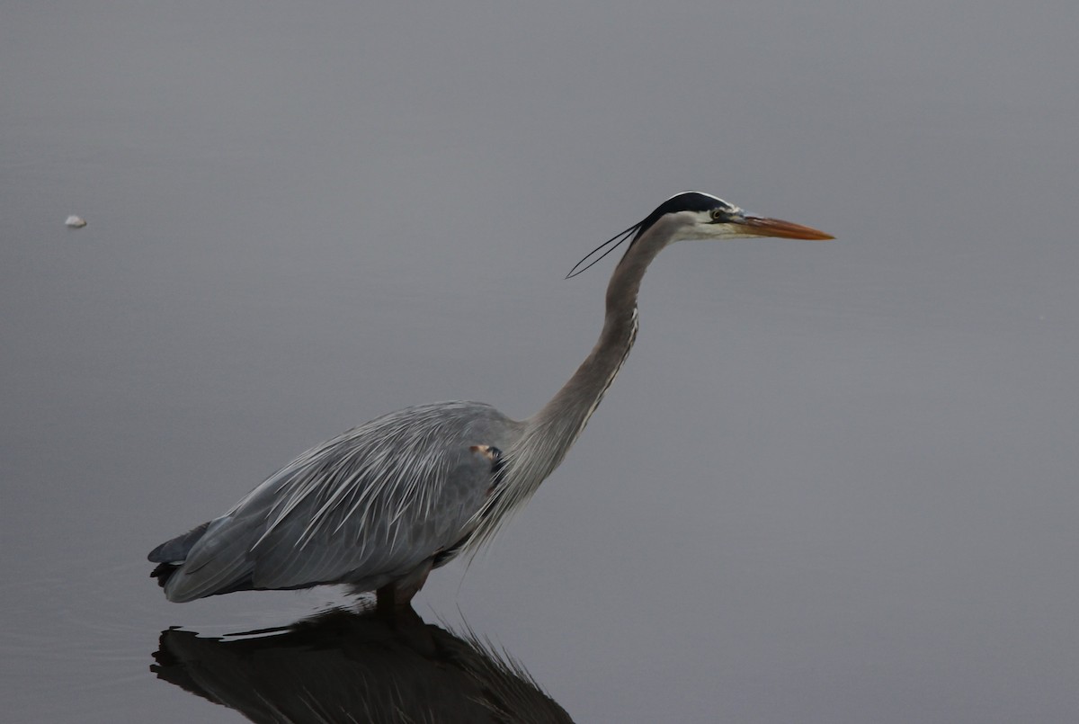 Great Blue Heron - Adam Woodis