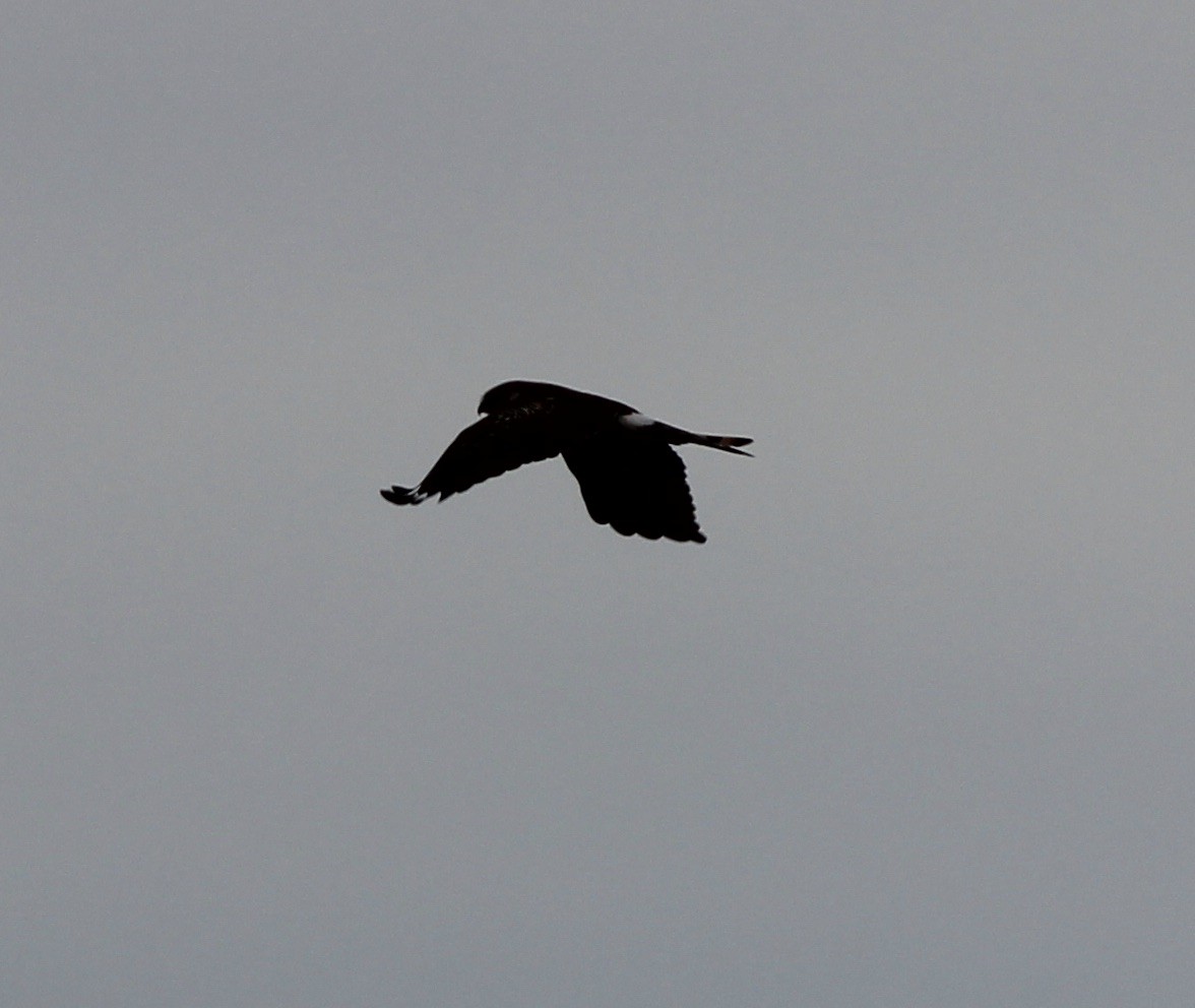 Northern Harrier - ML413734551