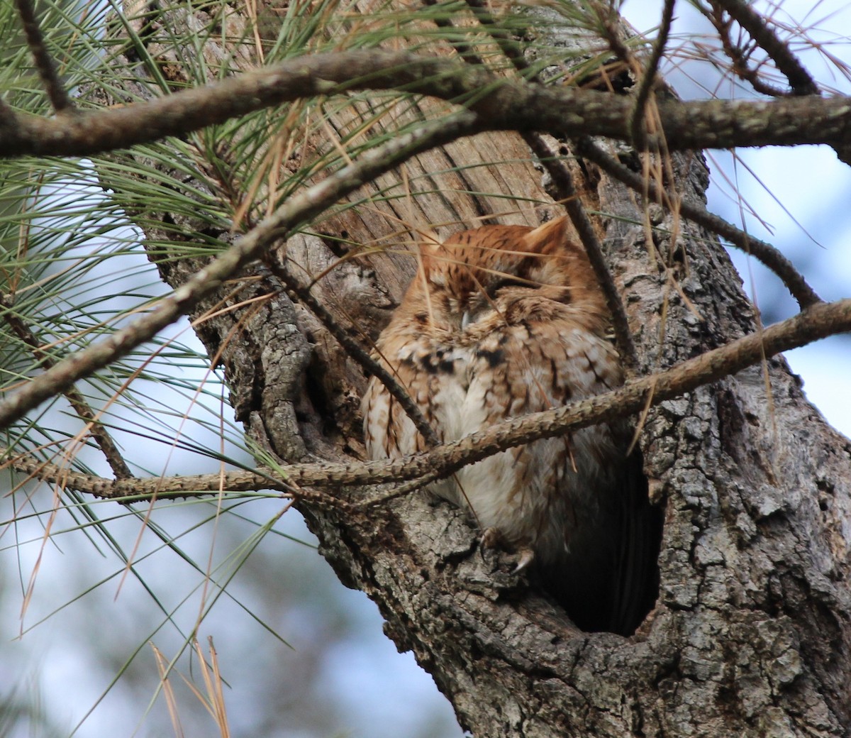 Eastern Screech-Owl - ML413734881