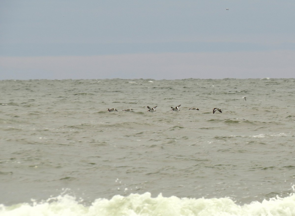 American Oystercatcher - ML413735661