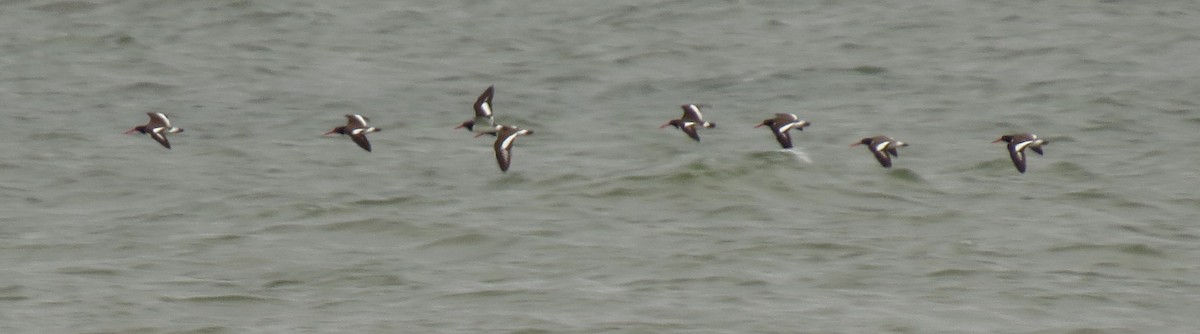 American Oystercatcher - ML413737081