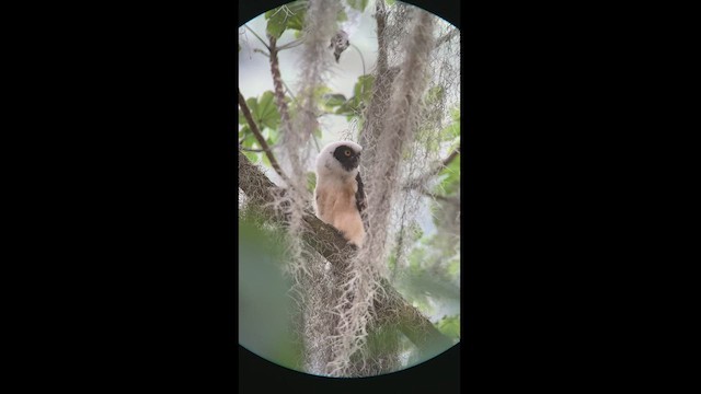 Spectacled Owl - ML413739071