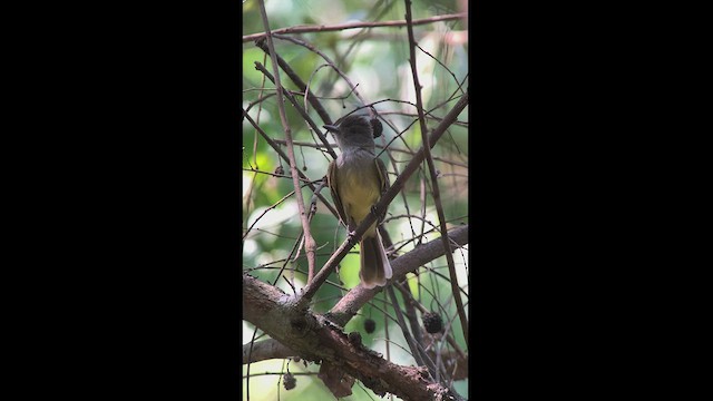 Apical Flycatcher - ML413739111