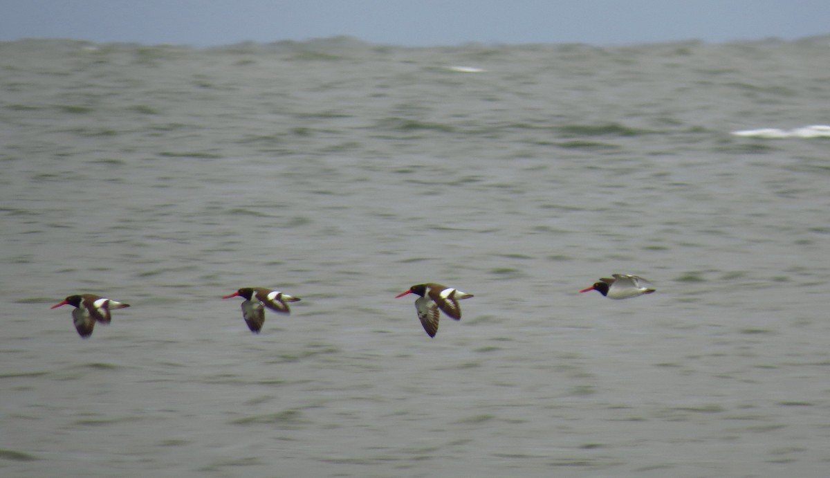 American Oystercatcher - ML413739741