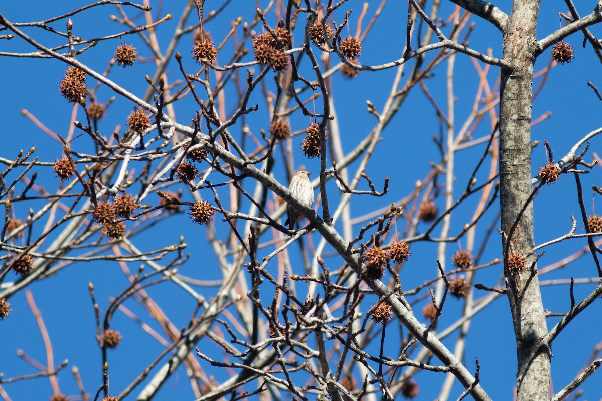 Pine Siskin - ML413740221