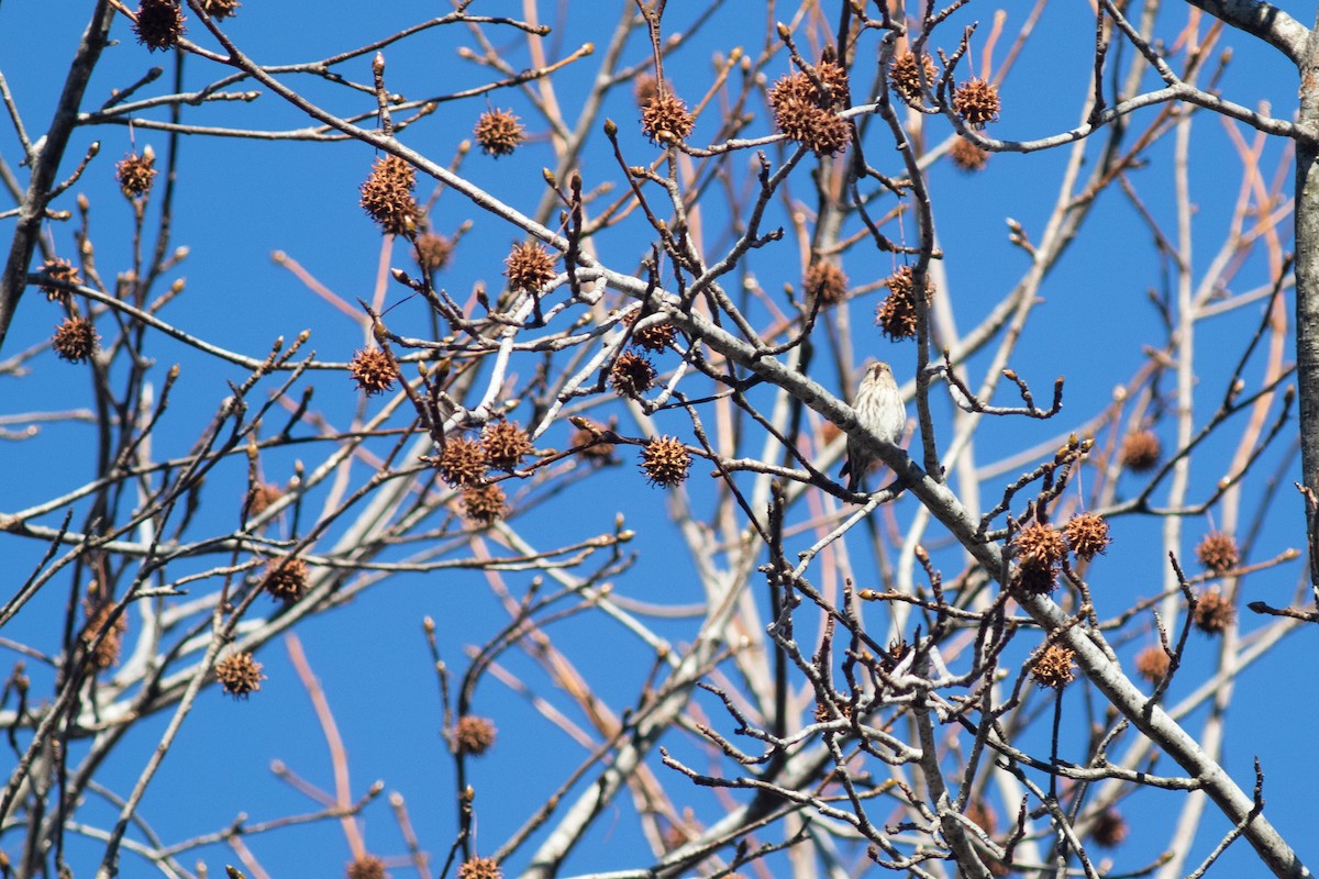 Pine Siskin - ML413740231