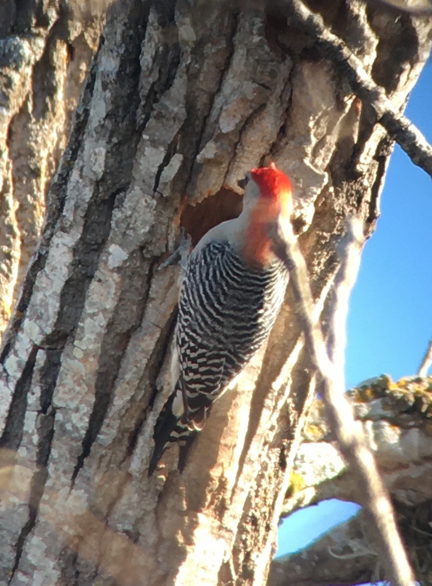 Red-bellied Woodpecker - ML413741321