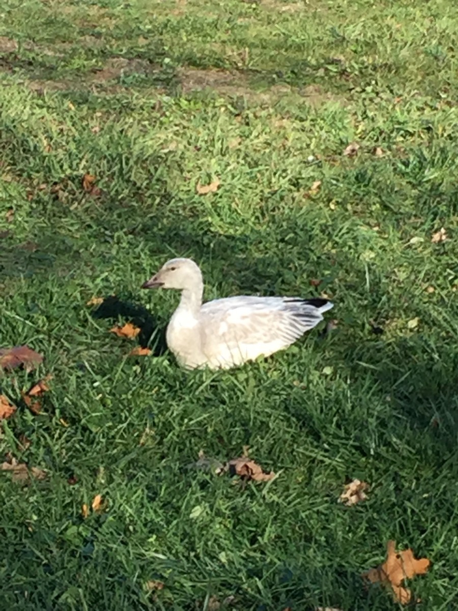 Snow Goose - Sue Finnegan