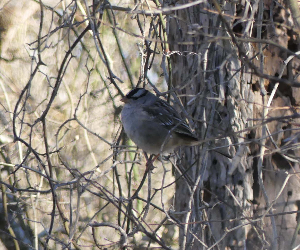 White-crowned Sparrow - ML413741571
