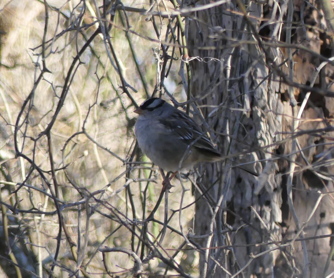 Bruant à couronne blanche - ML413741571