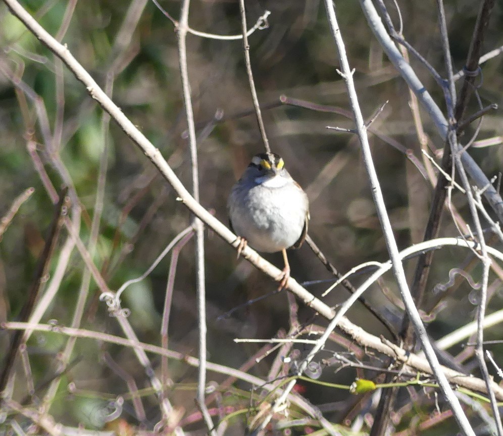 White-throated Sparrow - ML413741621