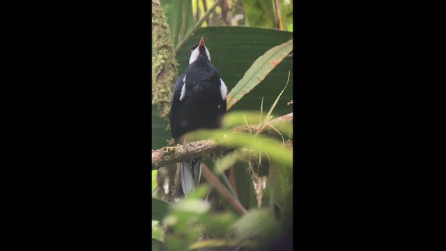 Solitario Negro - ML413741711