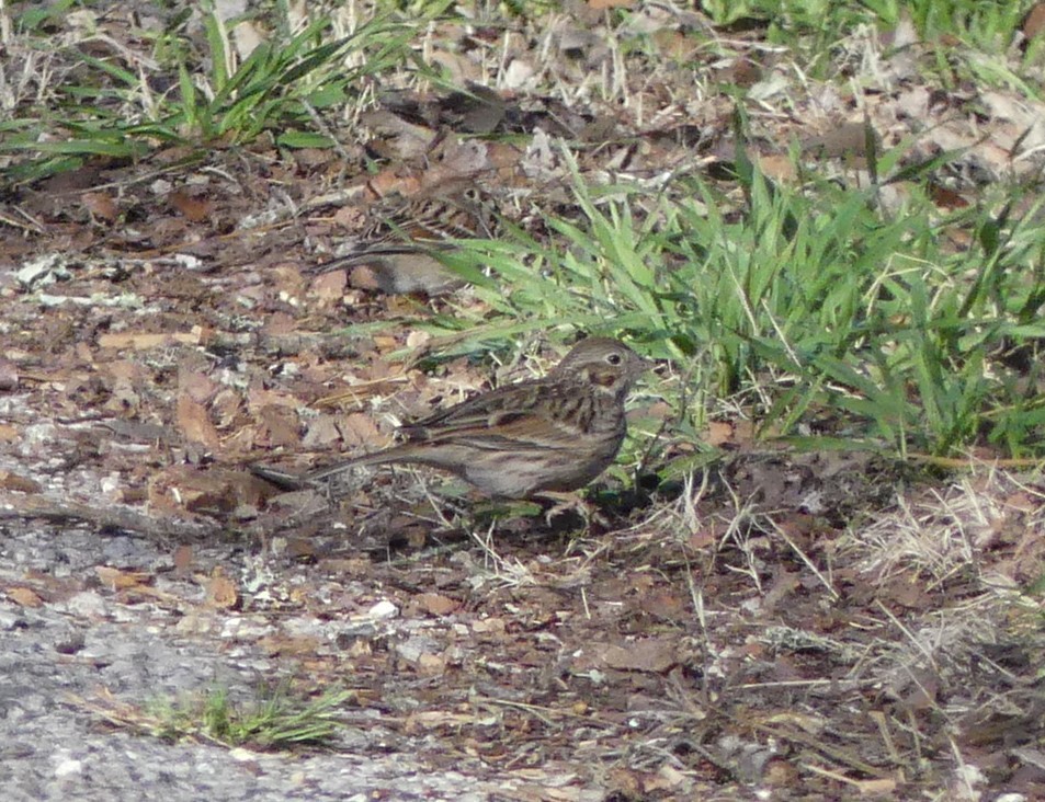 Vesper Sparrow - ML413741741