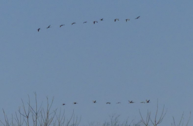 Sandhill Crane - ML413741751