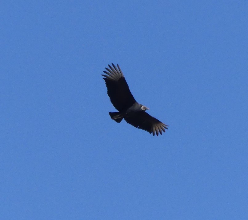 Black Vulture - ML413741841