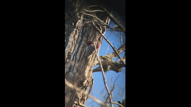 Red-bellied Woodpecker - ML413741851