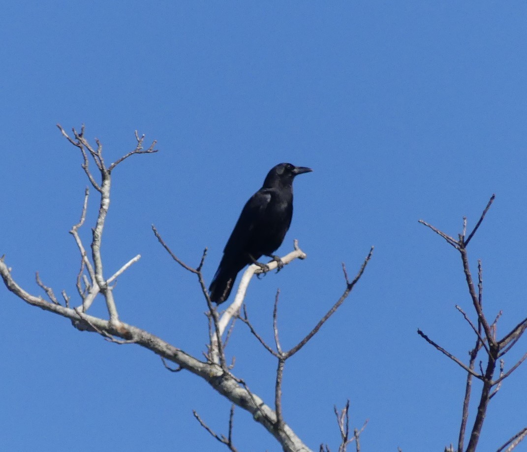 American Crow - Shelia Hargis