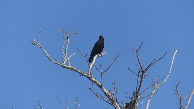 American Crow - ML413743101