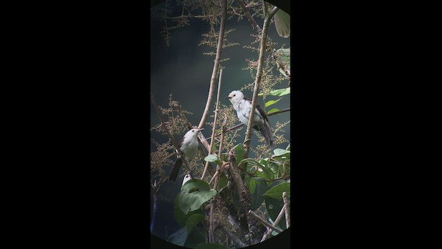 White-headed Wren - ML413744051