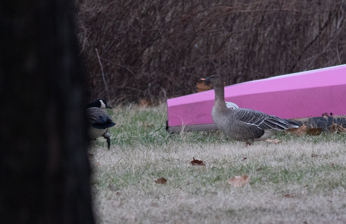 Tundra Bean-Goose - ML413745371