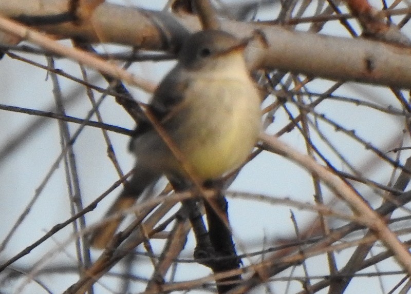 Gray Flycatcher - ML413746401