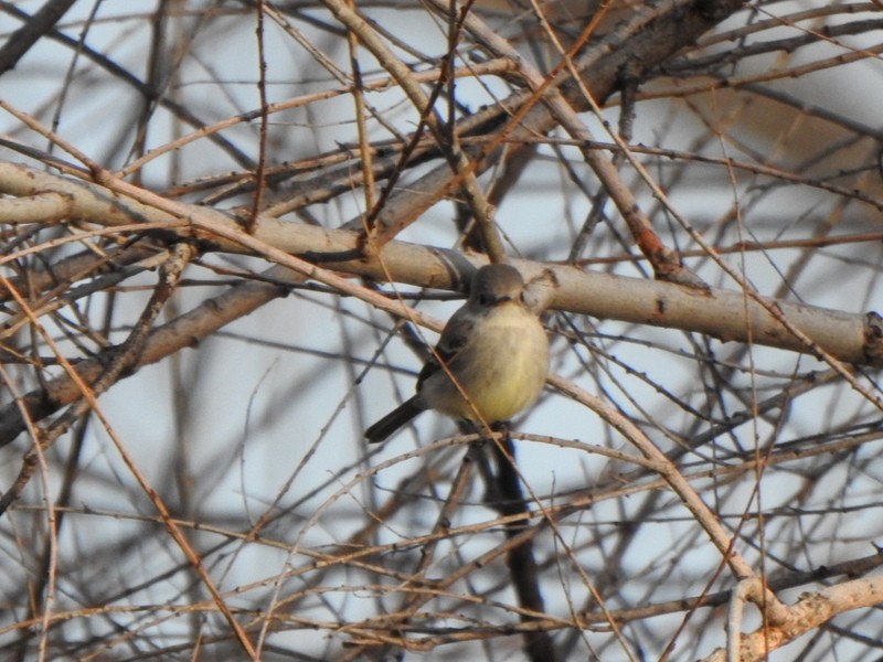 Gray Flycatcher - Andy Frank