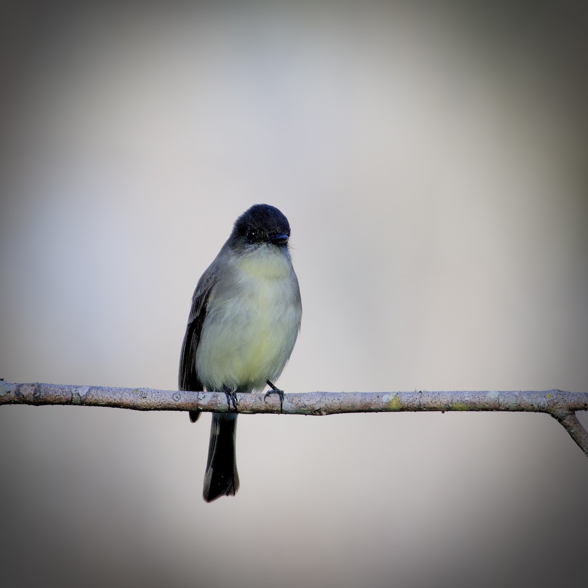 Eastern Phoebe - ML413746741