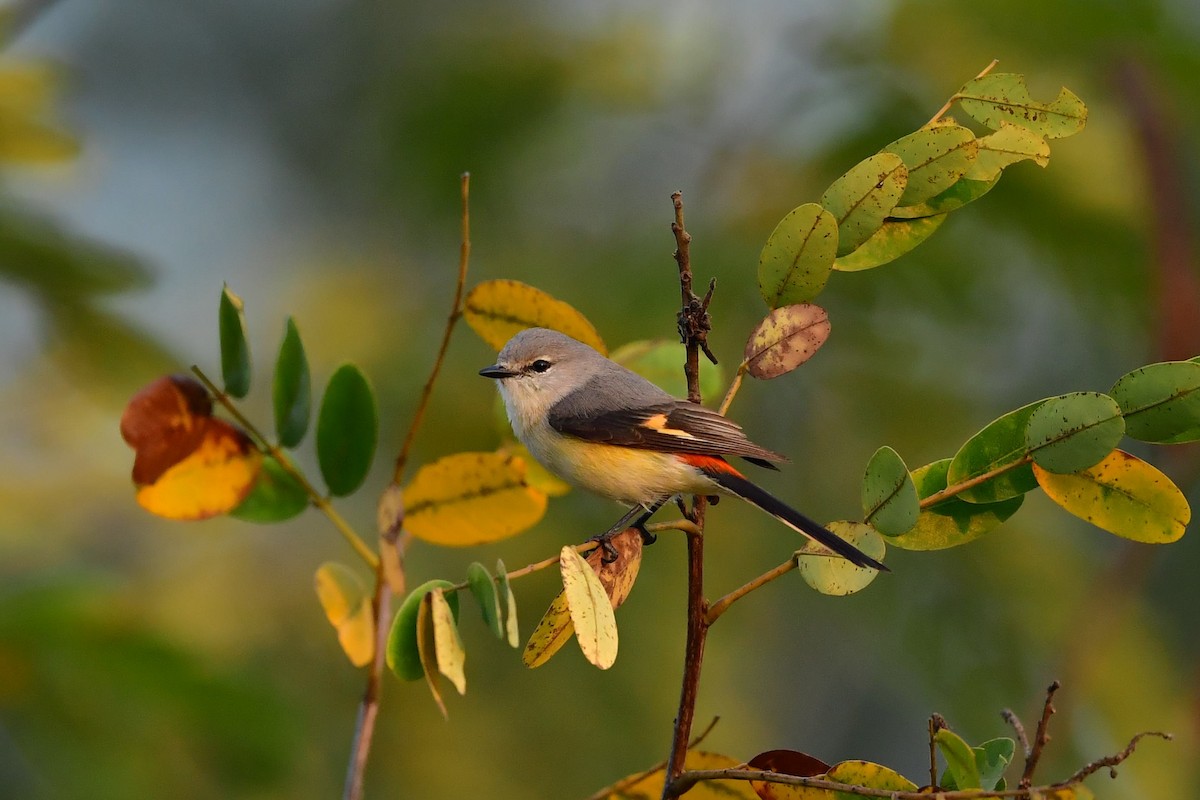 Small Minivet - ML413748681