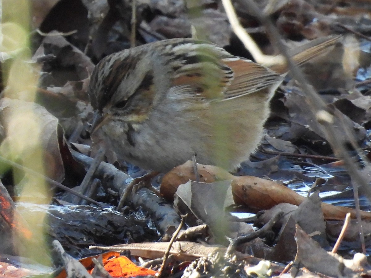 Swamp Sparrow - Jeanene Daniels