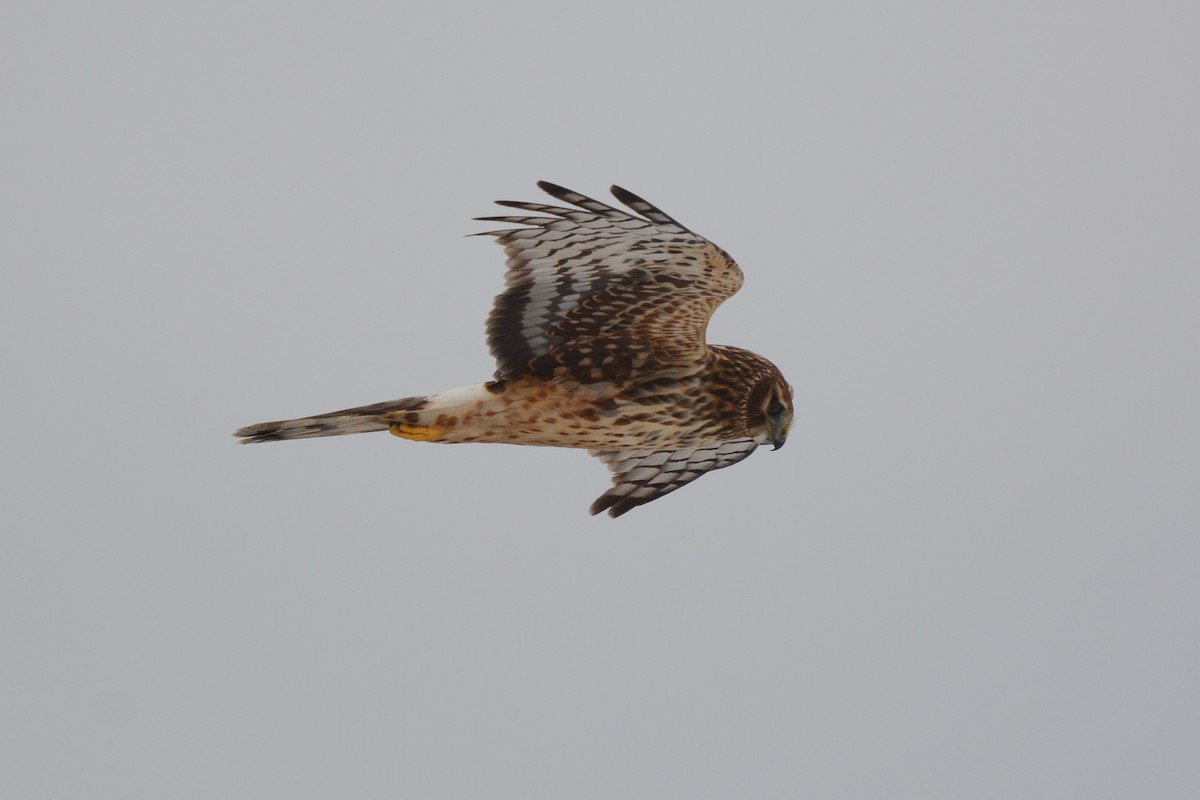 Northern Harrier - ML413750071