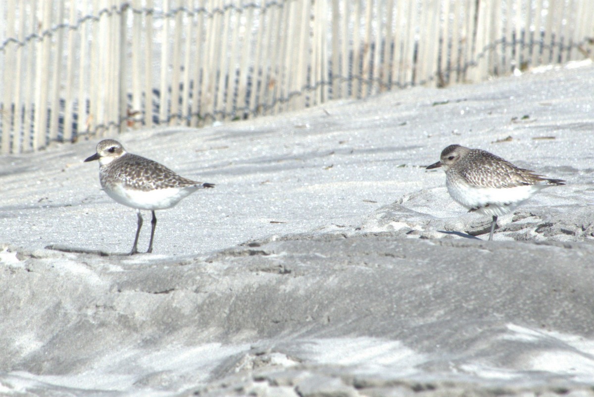 Black-bellied Plover - ML413750571