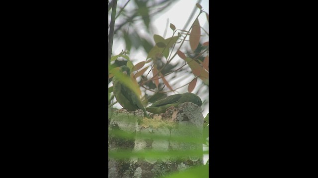 アオメルリハシインコ - ML413750891