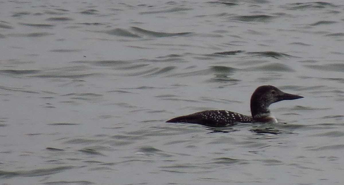 Common Loon - Tammy Hester
