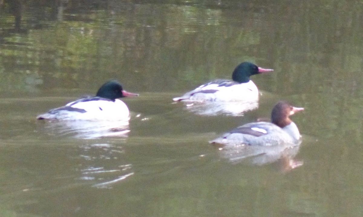 Common Merganser - Deb Holland