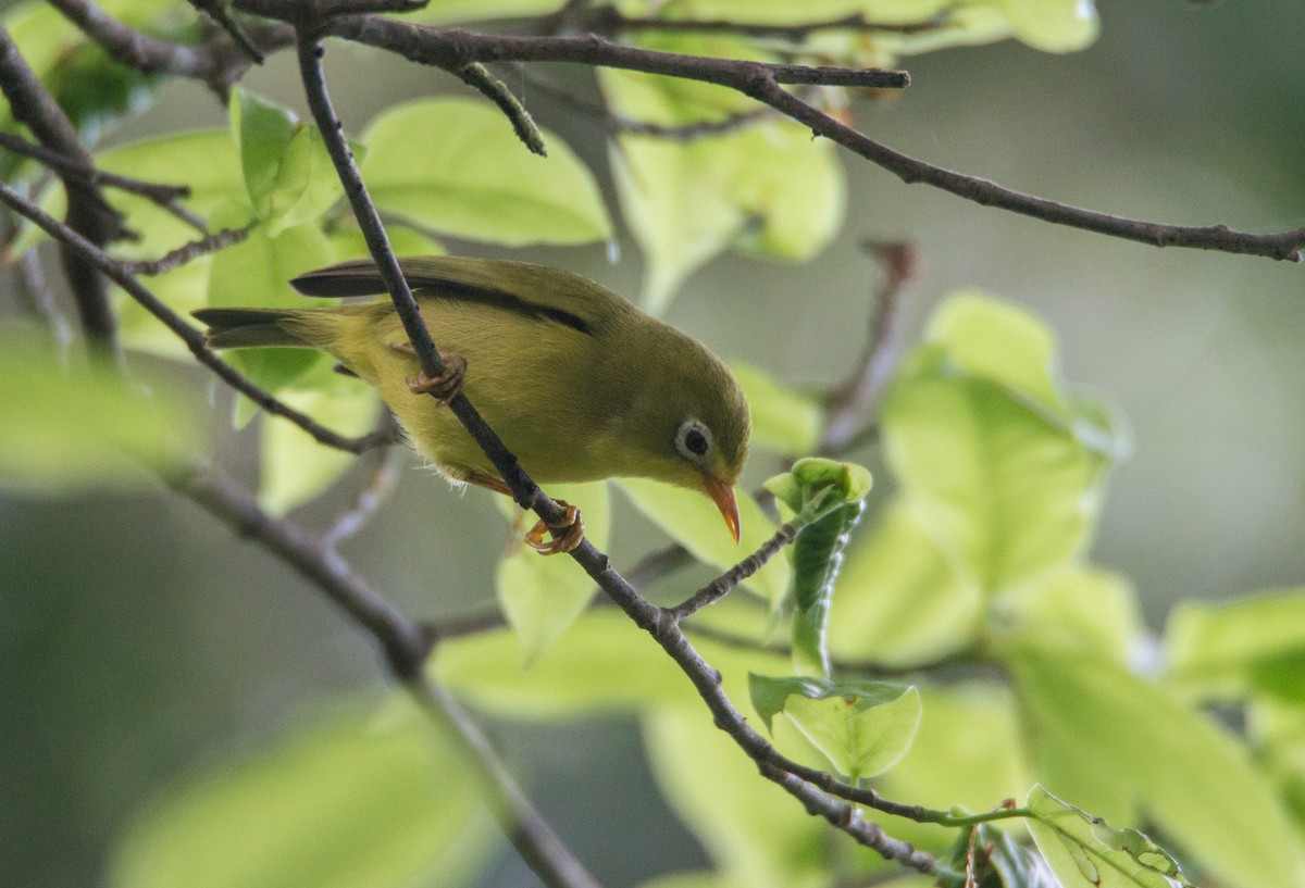 Rota White-eye - Trenton Voytko