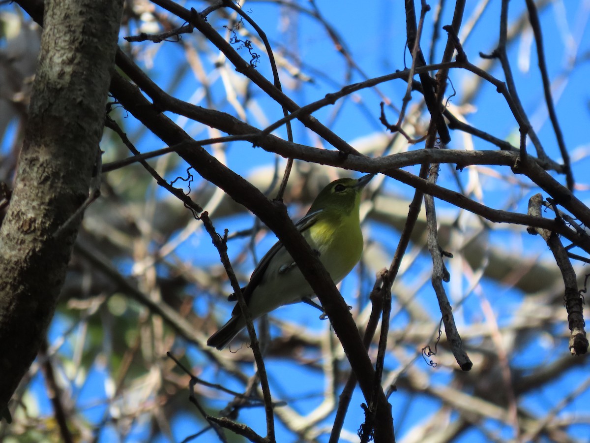 Yellow-throated Vireo - ML413751491
