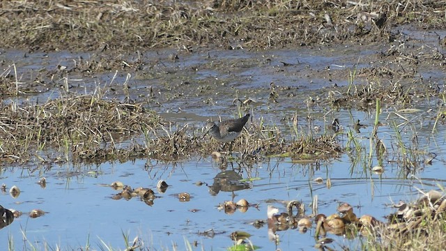 Solitary Sandpiper - ML413751531