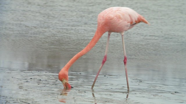Amerika Flamingosu - ML413752871
